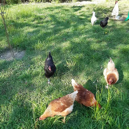 Apartment Ruhe- Und Rueckzugsort Im Naturnahen Garten Jakobshagen