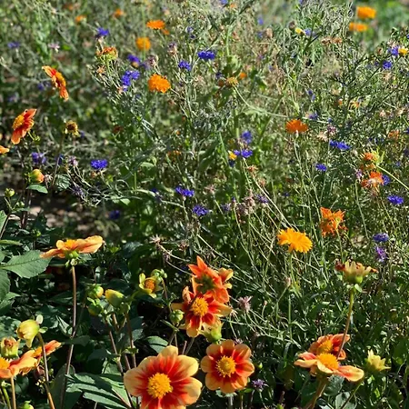 Ruhe- Und Rueckzugsort Im Naturnahen Garten Apartment