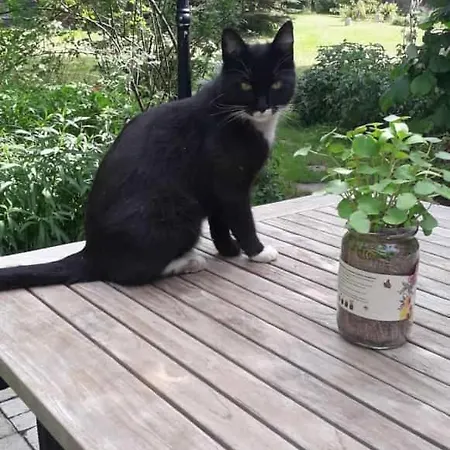 Apartment Ruhe- Und Rueckzugsort Im Naturnahen Garten Jakobshagen
